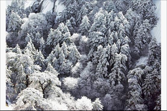 华山雪松 华山雪松