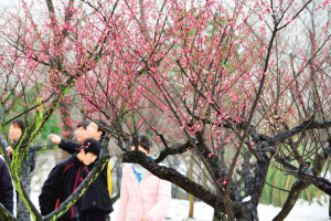 杭州:到西溪湿地踏雪寻梅正当时