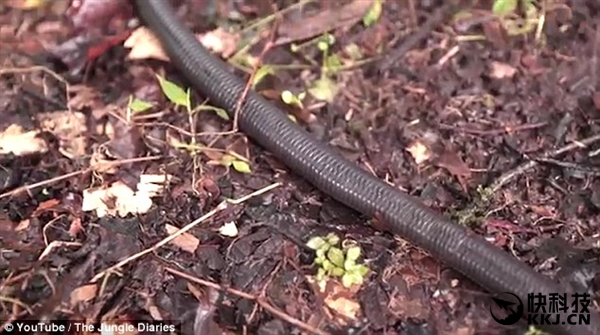 科学家丛林中发现巨大蚯蚓：体长堪比一条蛇
