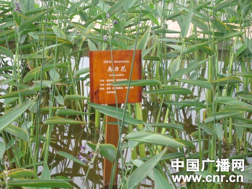 滇池治水污成效显著宝象河湿地现迷人美景
