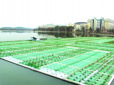 官桥湖水面上，漂着的“格子铺”人工浮岛上，种植的是美人蕉等水生植物。记者陈永权 摄